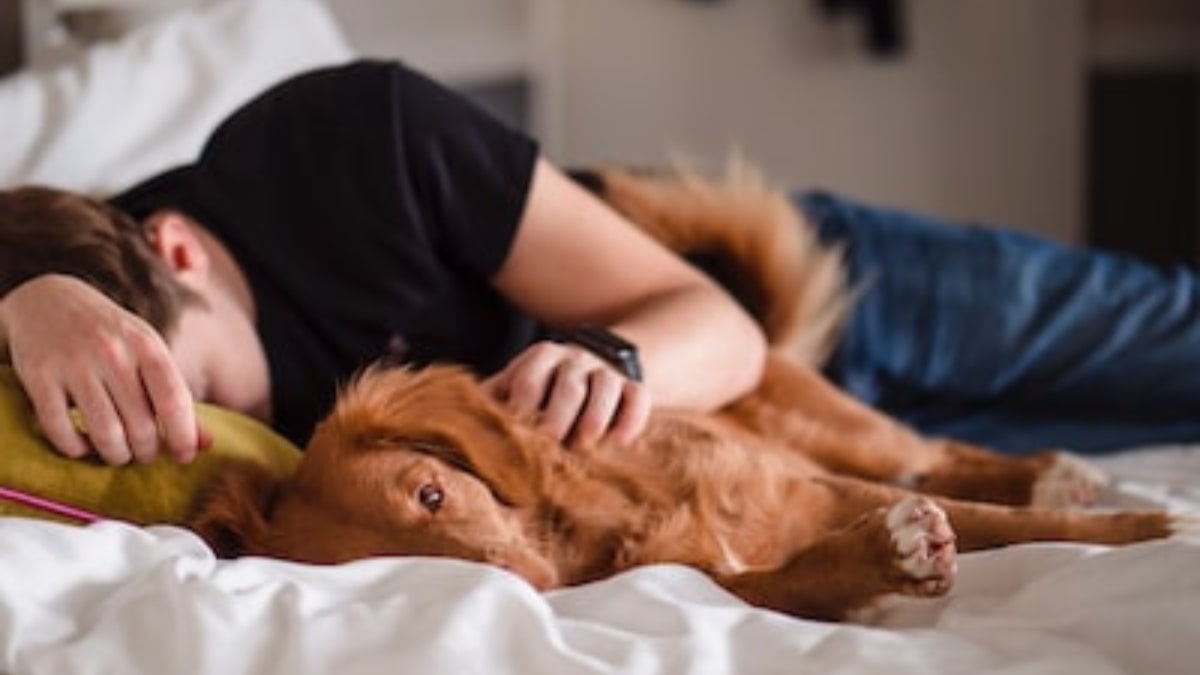 E Vero Che Dormire Con Il Proprio Cane Concilia Il Sonno