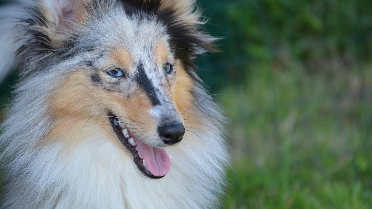 Il cane e le carezze