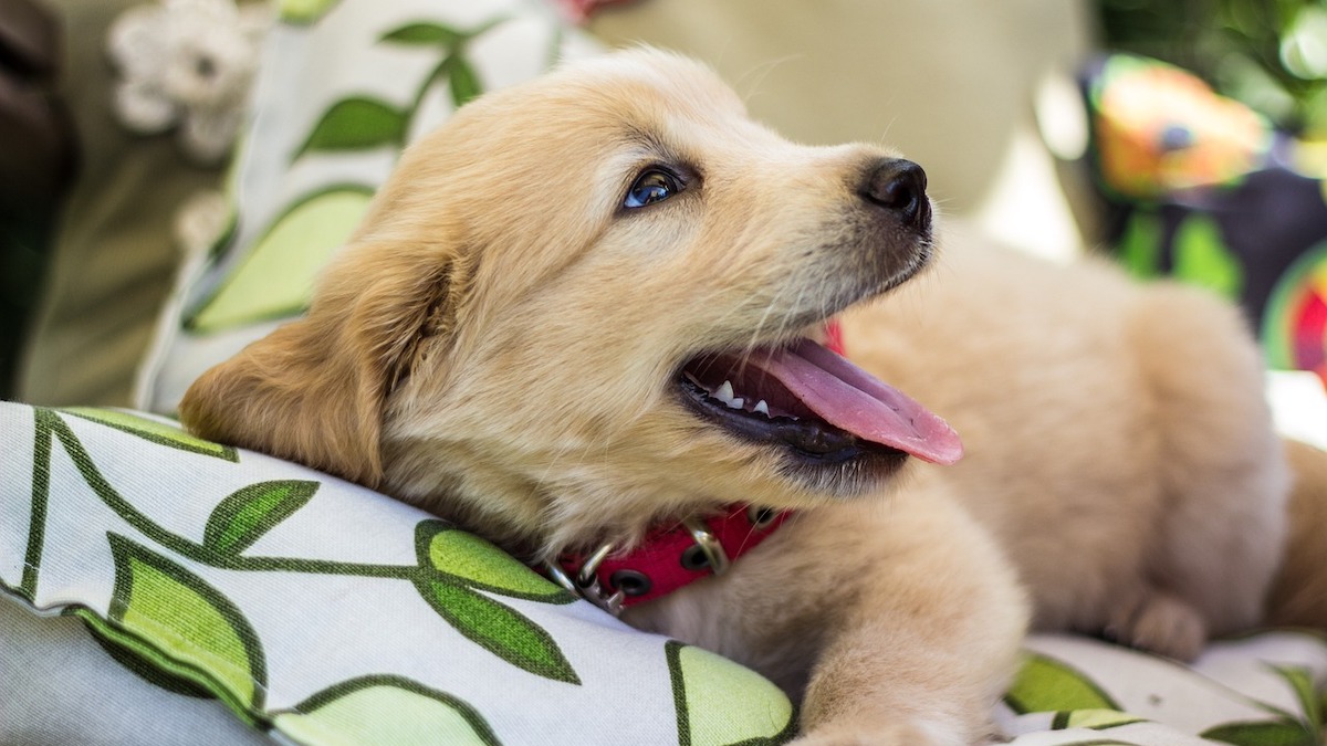 Il cane un aiuto per la pet therapy