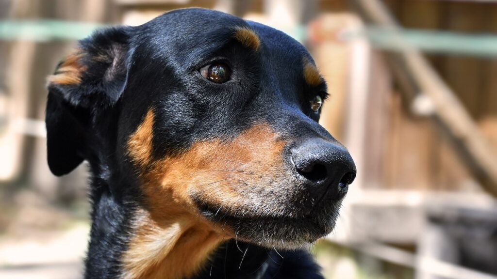 Il cane e gli effetti dei rimproveri