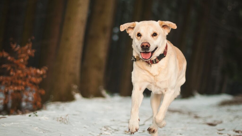 Cosa fare in caso di rotula lussata nel cane?