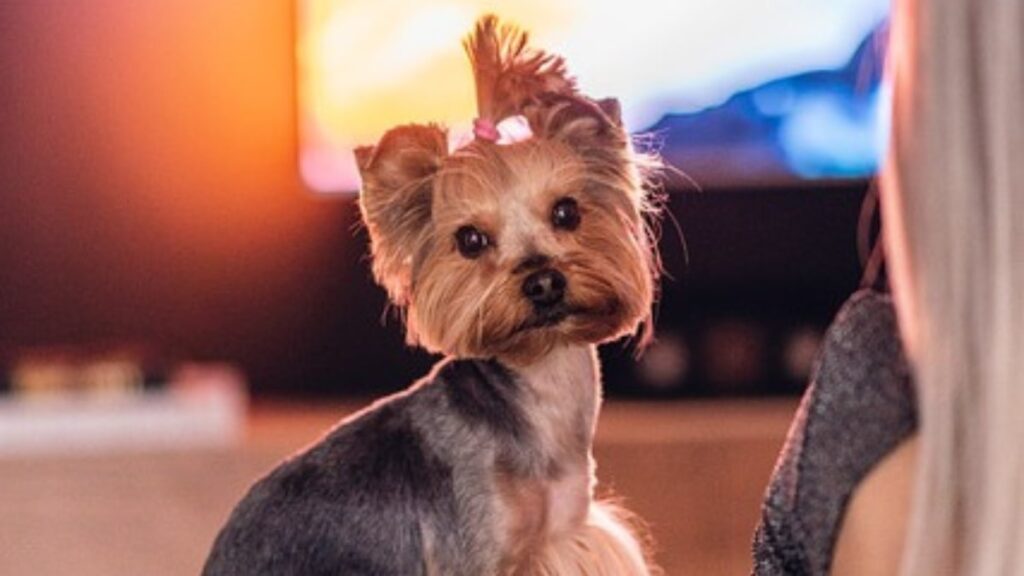 Il cane guarda la tv