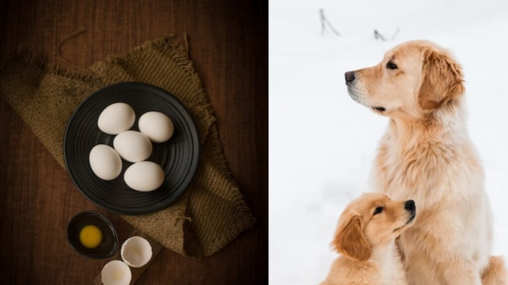 il cane può mangiare le uova