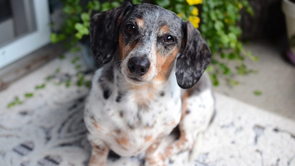 Il cane non si regge sulle zampe posteriori