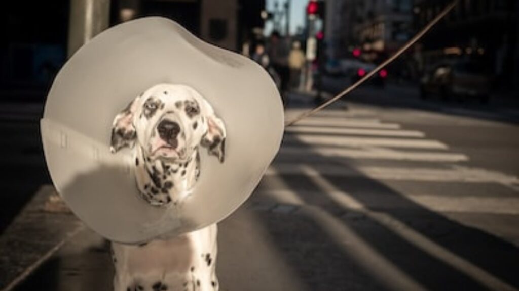 cane investito e trascinato per km