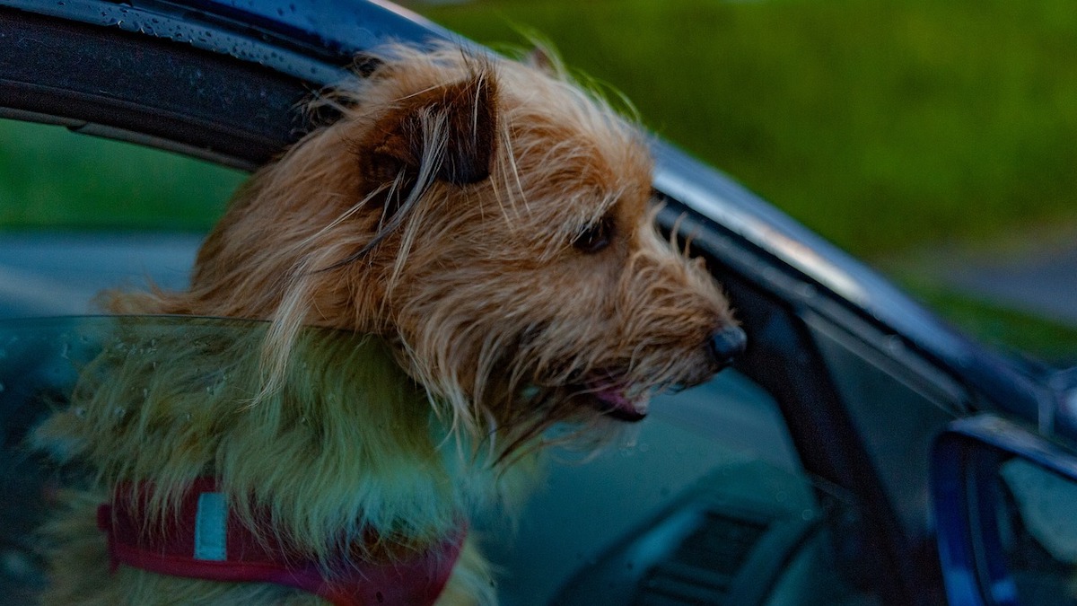 Il cane con la testa fuori dal finestrino