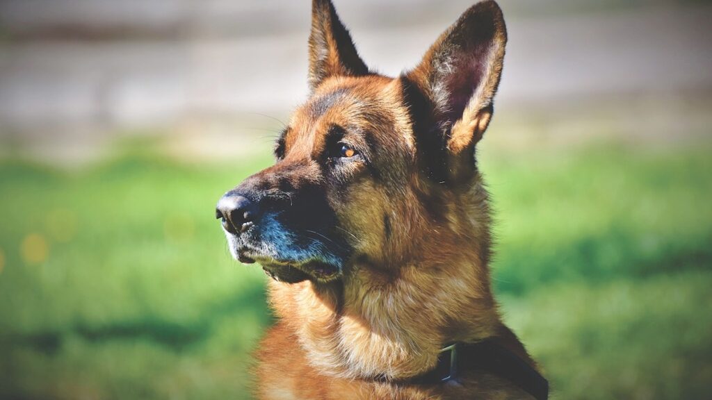 Il cane guarda mentre fa i bisogni, perché?