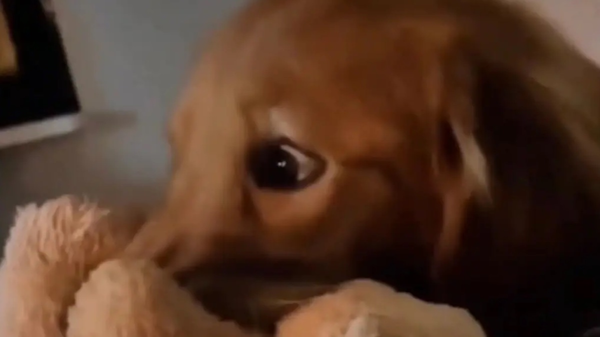 Il cane che guarda i film horror