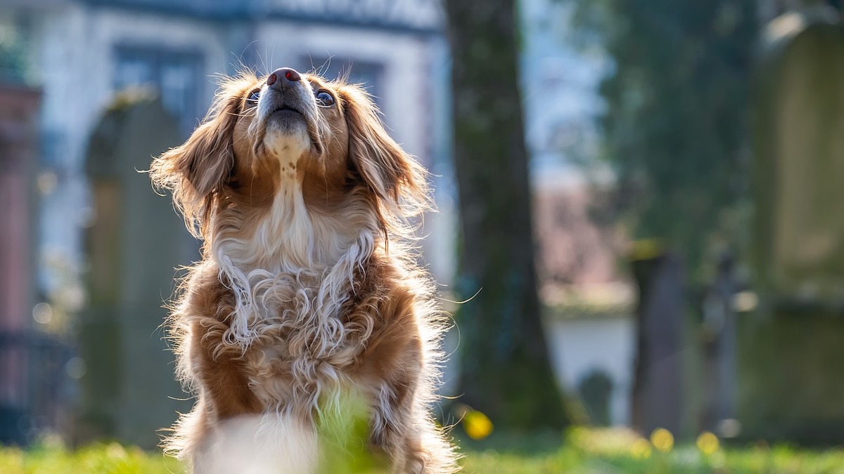 Cosa fare se il cane ha mangiato una rana?