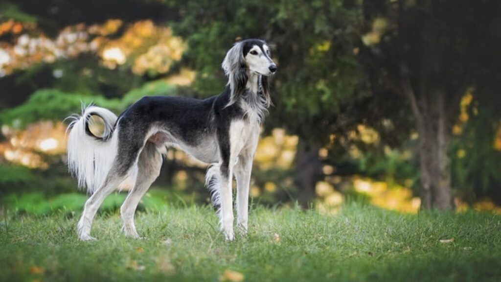 Perché il cane punta le zampe