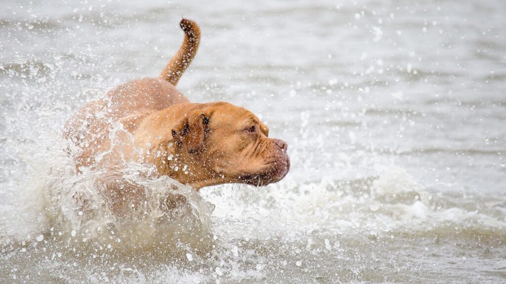 Un cane in acqua