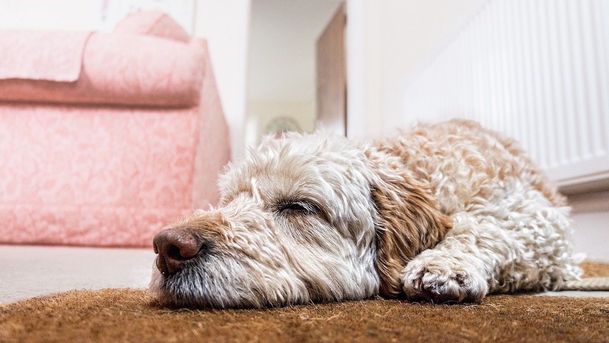 Un cane in casa