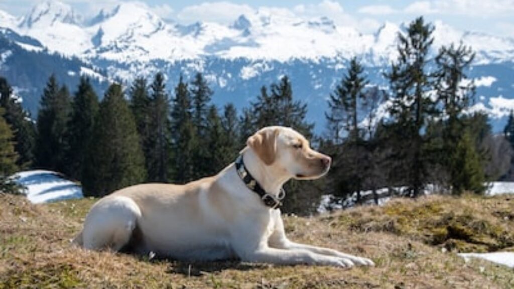 cane randagio viene trovato in montagna