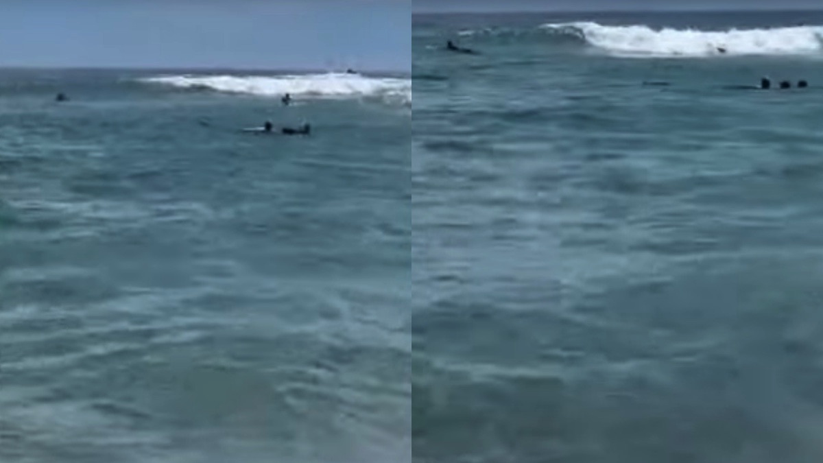 Il cane bagnino in spiaggia