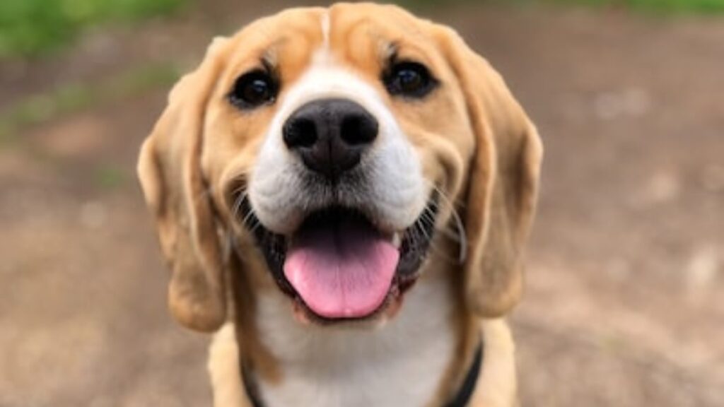 cane lecca le porte di casa: perchè