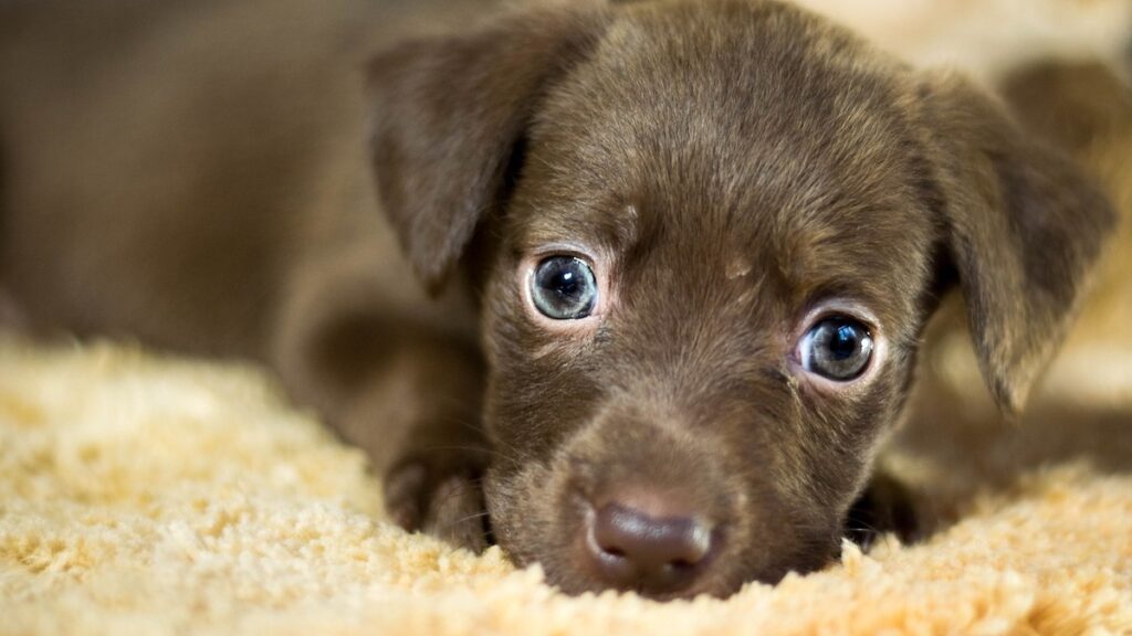 Il cane nella sua cuccia