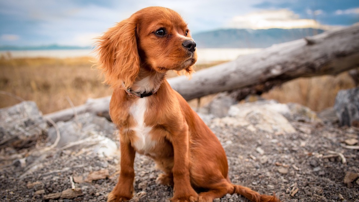 Perché il cane non si regge sulle zampe posteriori