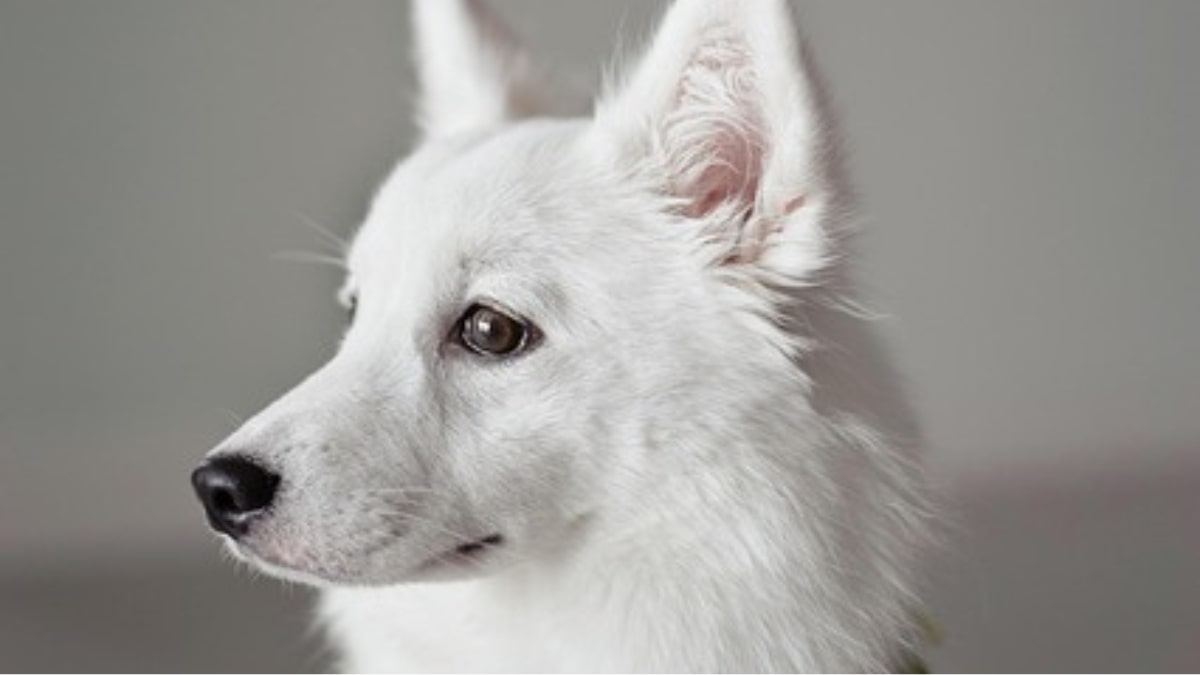 ogni quanto bisognare tagliere il pelo al cane?