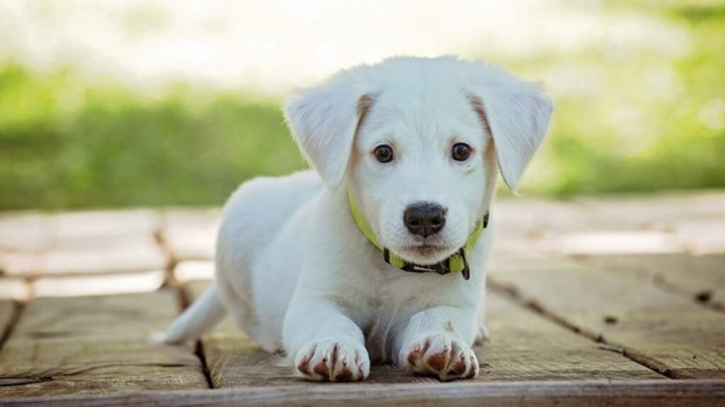 Il cane che impunta le zampe