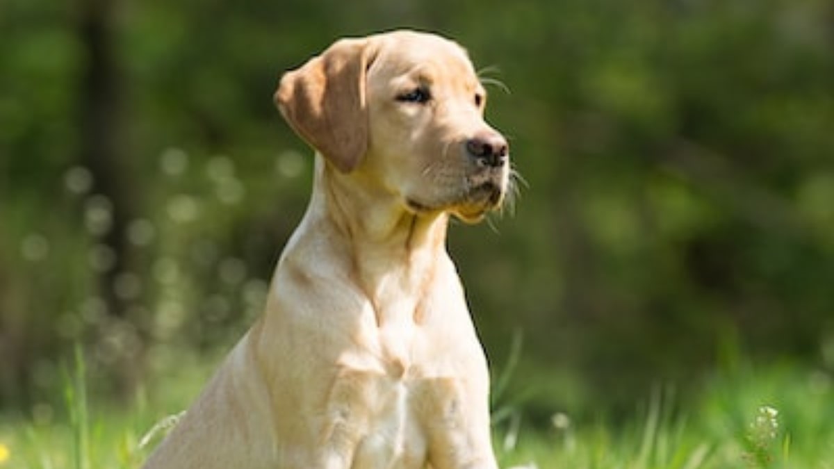 Il cane randagio viene salvato in montagna