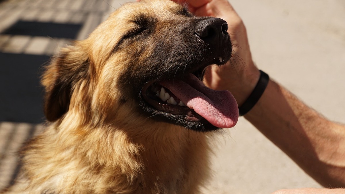 Cosa vuol dire se il cane ha il respiro pesante