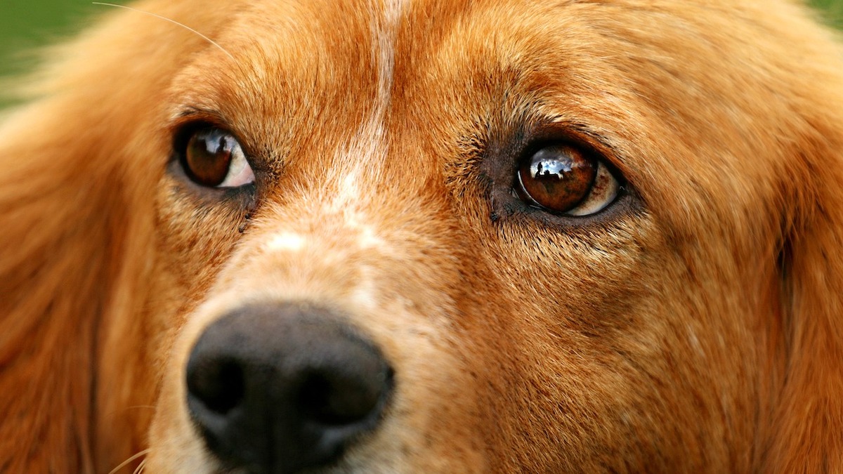 Il cane capisce di aver fatto un errore se sgridato?