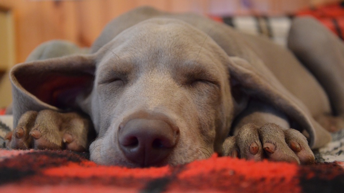 Cosa significa se il cane si strappa il pelo