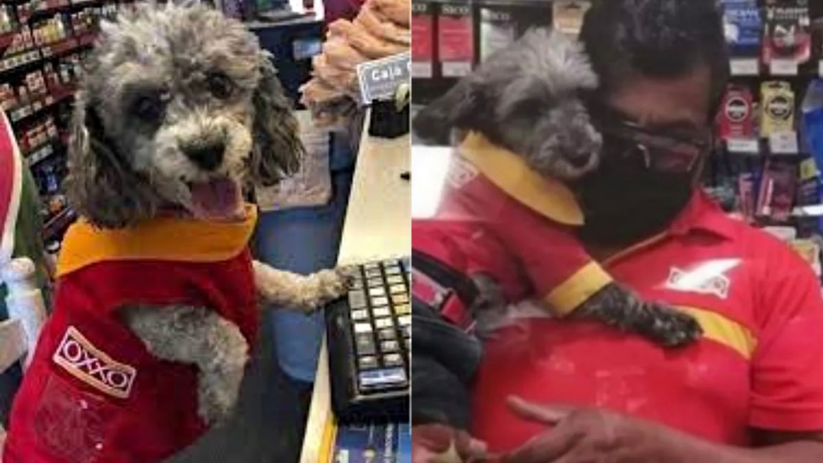 Il cane diventa la mascotte del supermercato