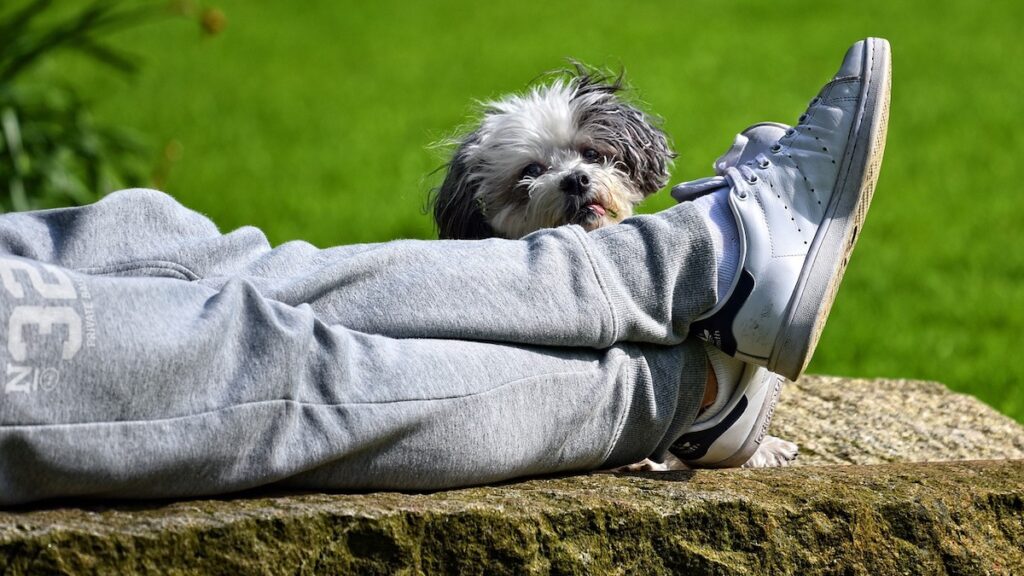 Il cane vicino alle gambe dell'amico umano