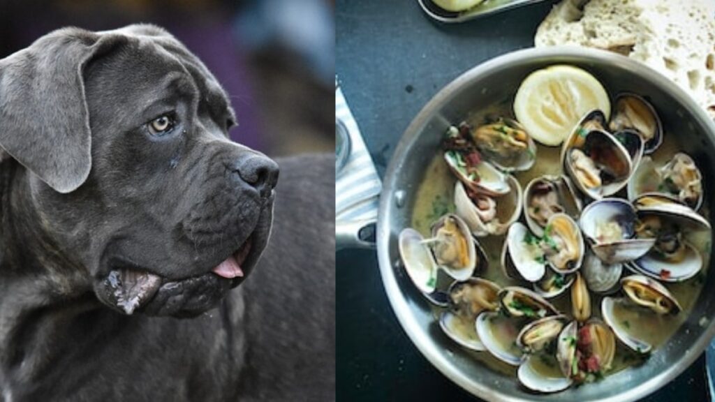 i cani possono mangiare le vongole?