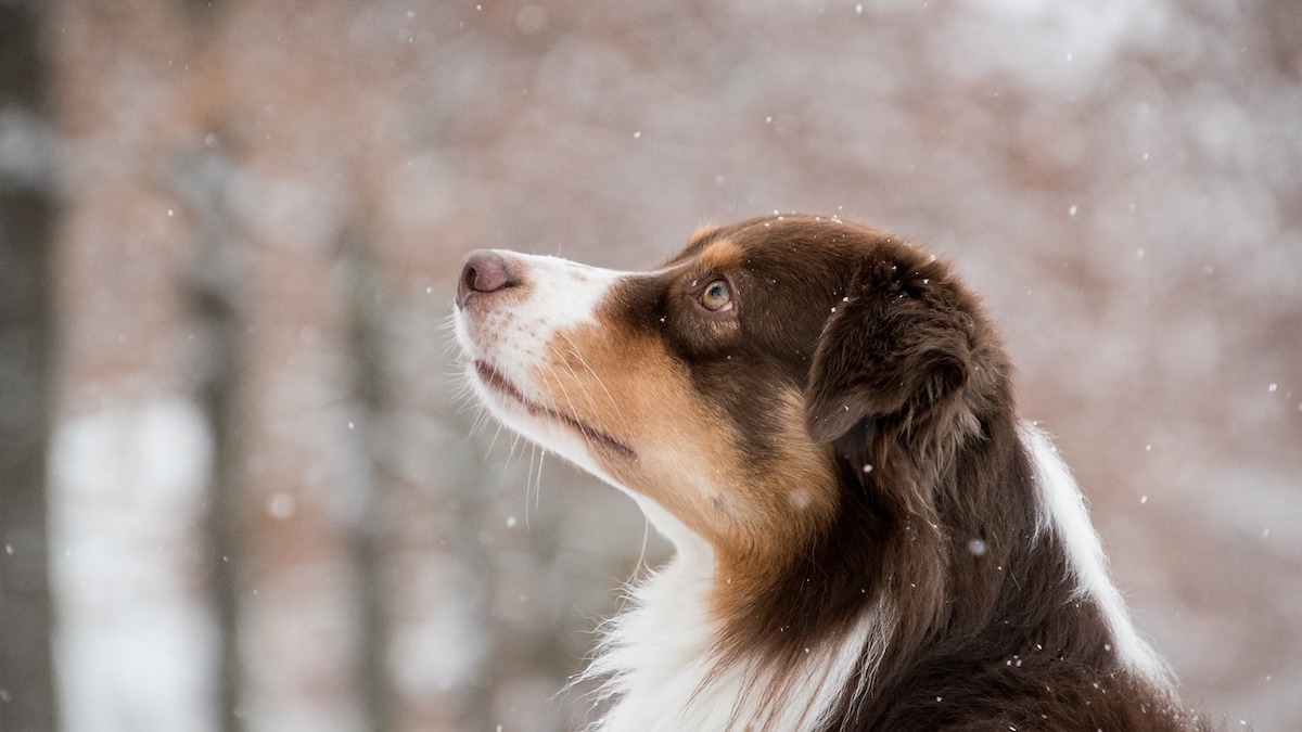 Il cane può mangiare lo yogurt?