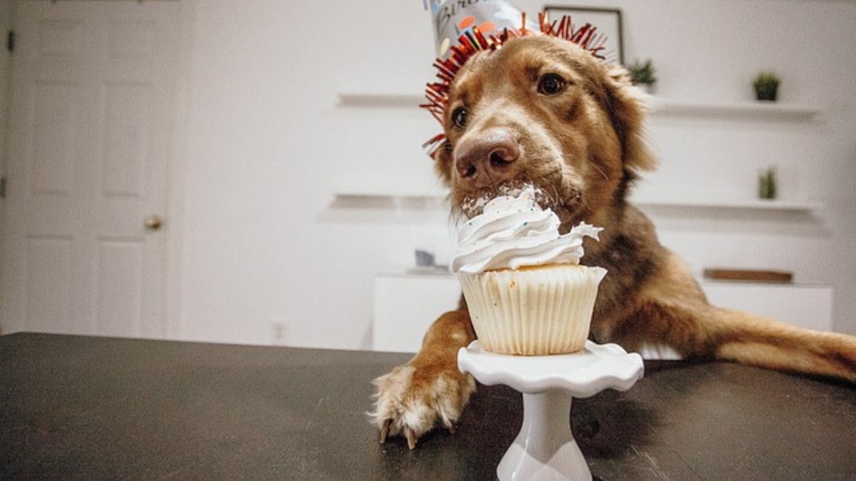 Gli alimenti fondamentali per il cane