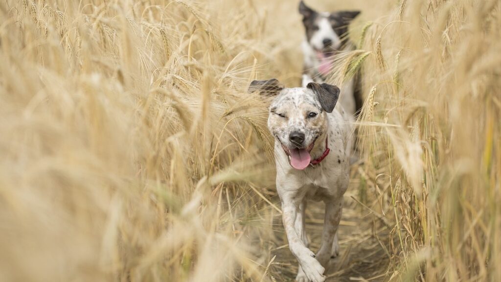 Due cani che corrono con la lingua di fuori