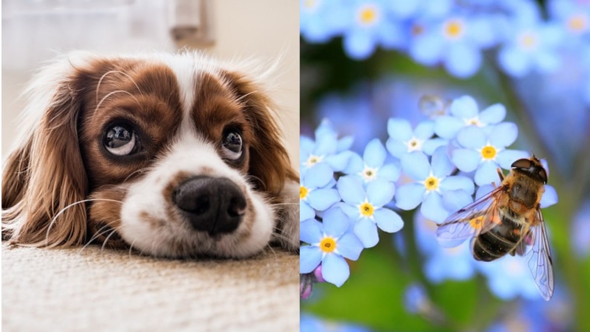 Le punture delle api un pericolo per i cani