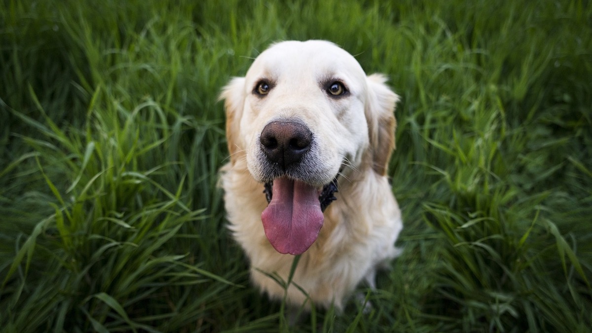 I cani e il campeggio in sicurezza