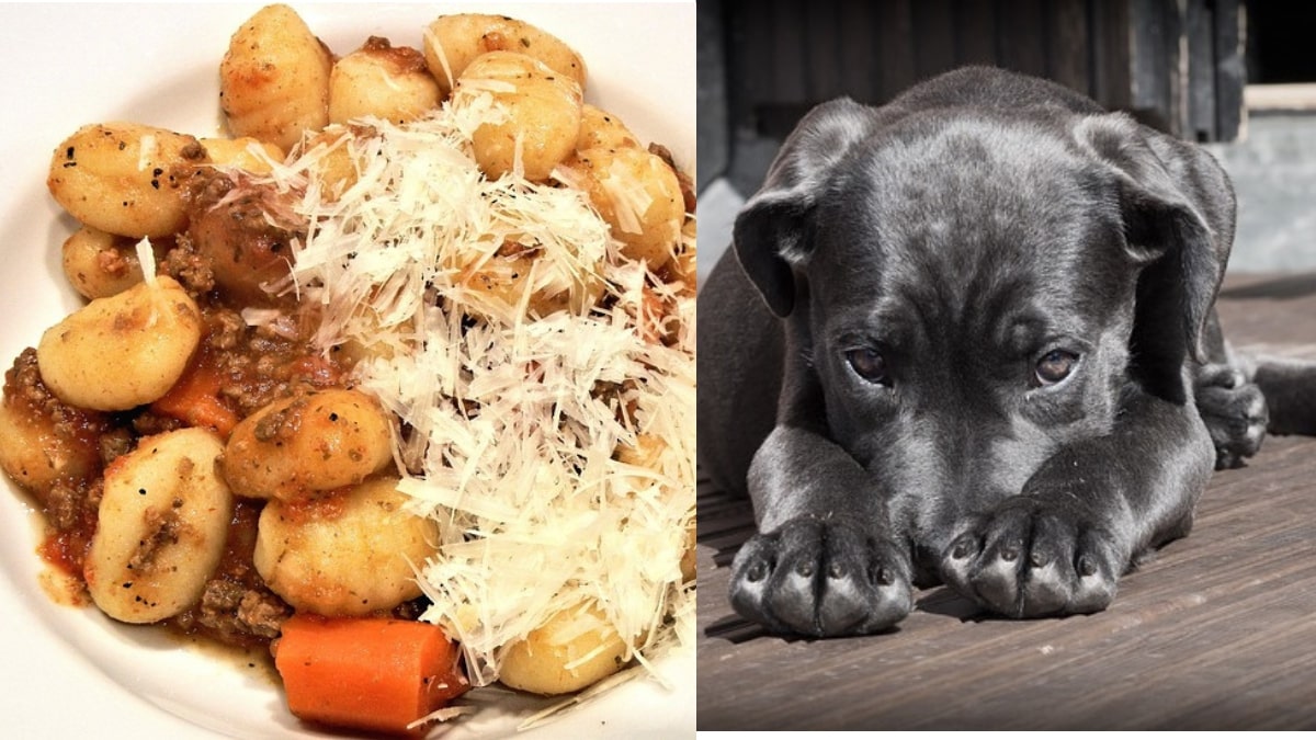 i cani e gli gnocchi di patate