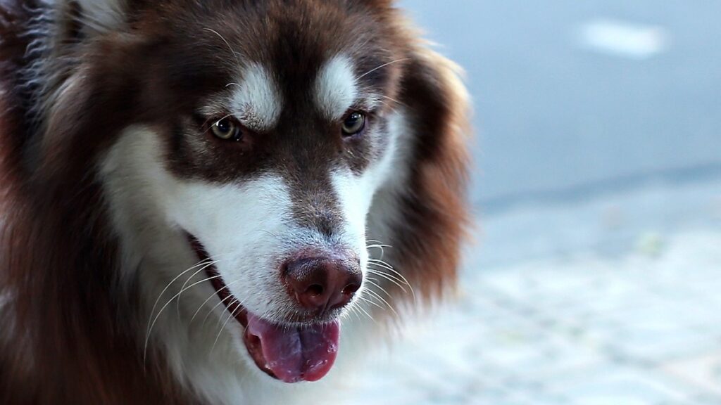 Il rapporto tra cani e ipoglicemia