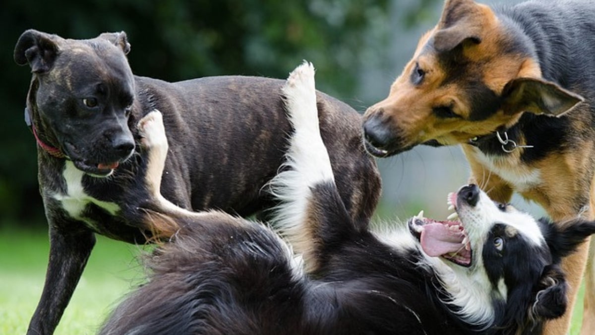 L'amicizia tra cani