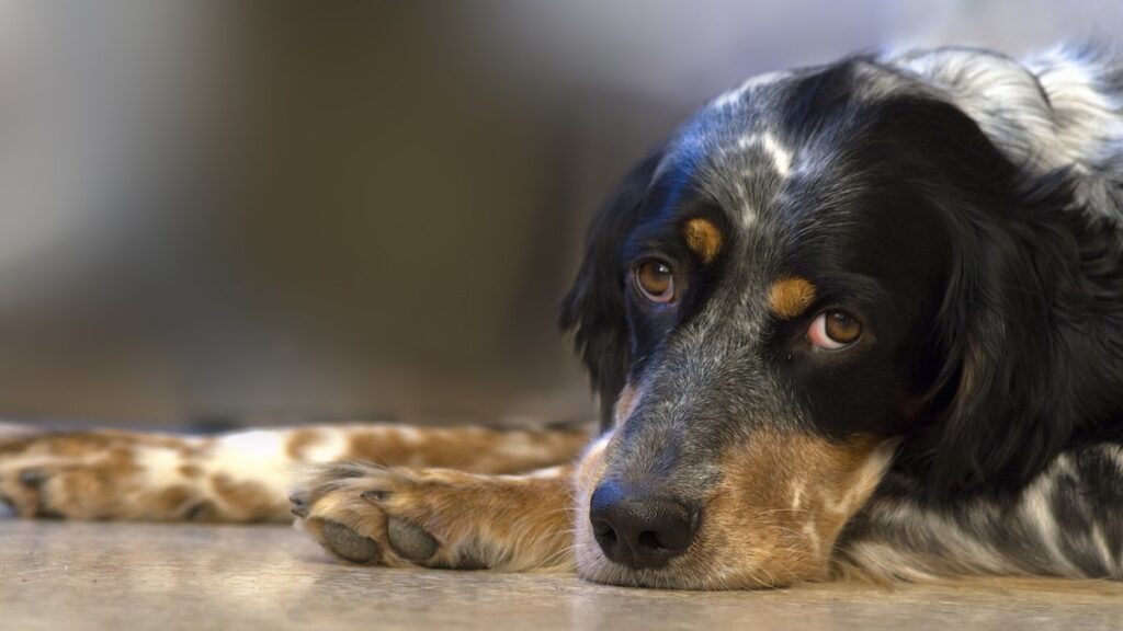 Ai cani piacciono le carezze