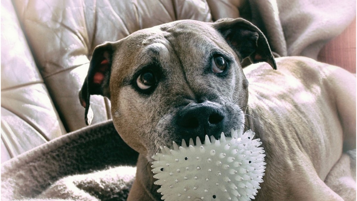 Cane salva il padrone che smette di respirare nel sonno