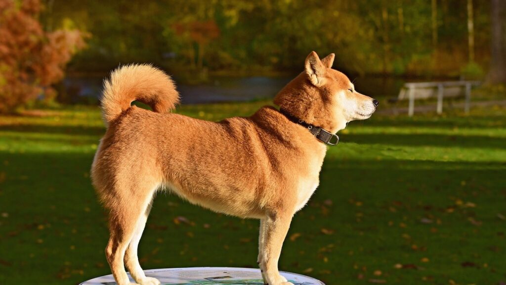 Perché a volte si taglia la coda al cane?