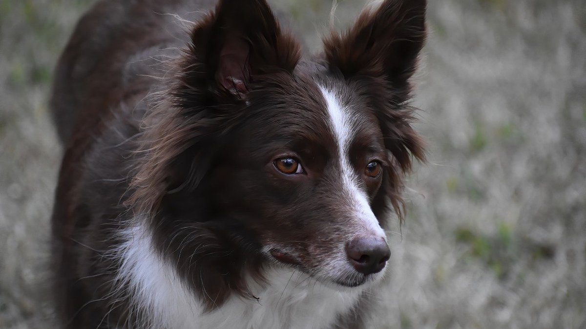 I collari antipulci per cani, come funzionano?