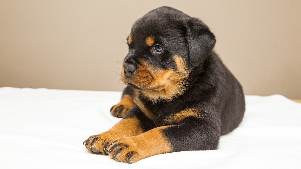 Un cucciolo di Rottweiler