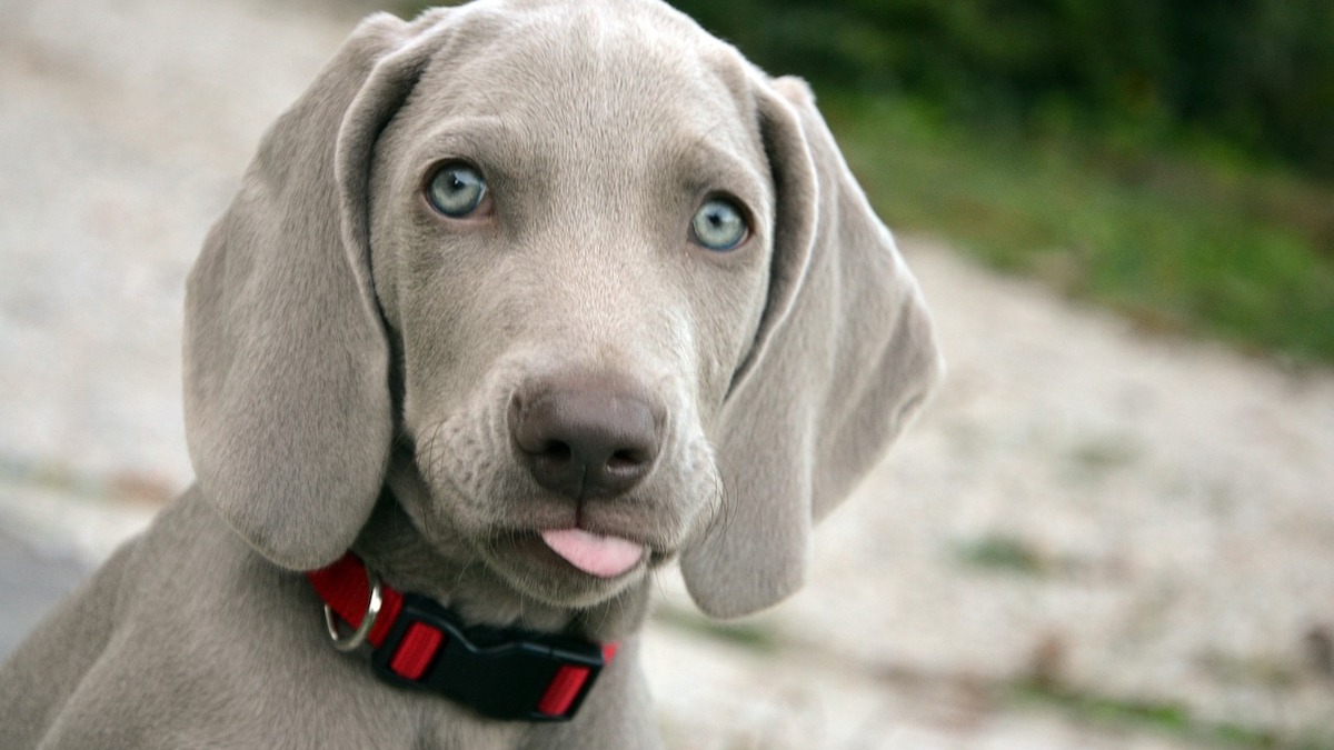 Un cucciolo di Weimaraner