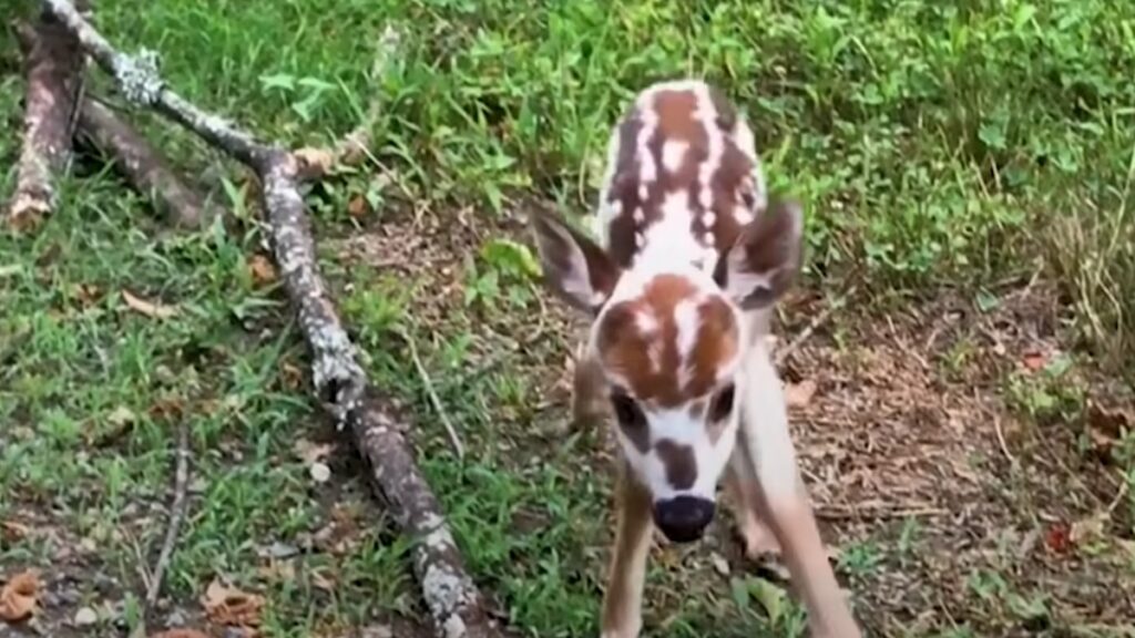 Il cucciolo di cervo Scout