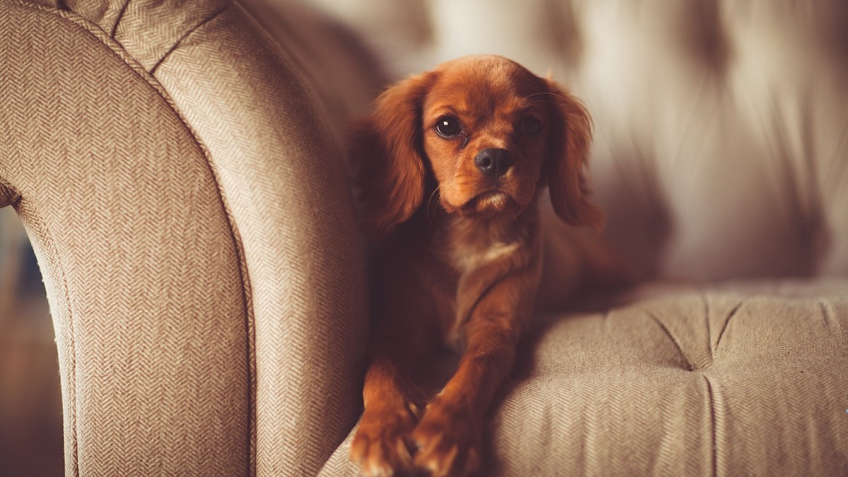 Un cucciolo in casa