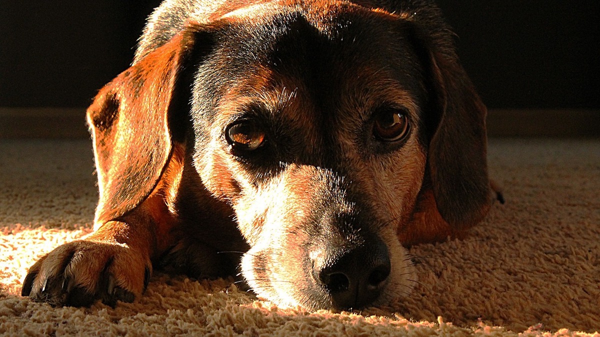 La demenza senile nel cane