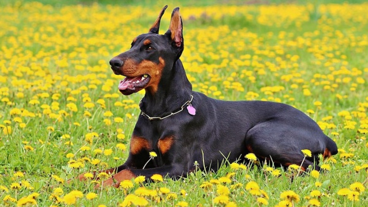 Il dobermann e la malattia di Woobler