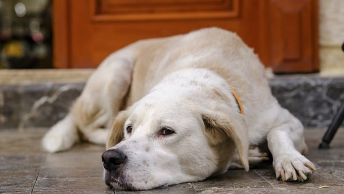 Come riconoscere l'epatite nel cane