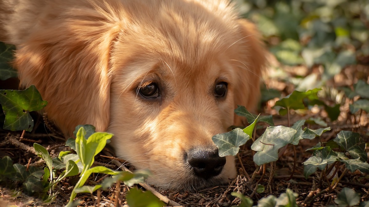 Come estrarre le zecche dal cane